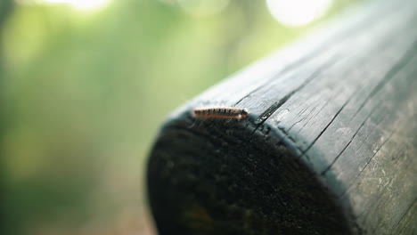 caterpillar crawling slowly on the wooden pillar during daytime - slow motion