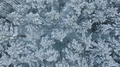 雪覆蓋的樹木,北歐森林,松樹森林,平靜的冬天,廣<unk>的無人機娃娃拍攝,向右移動