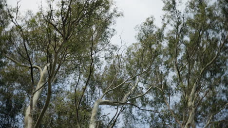 naturaleza, árboles giratorios y 360 en el bosque