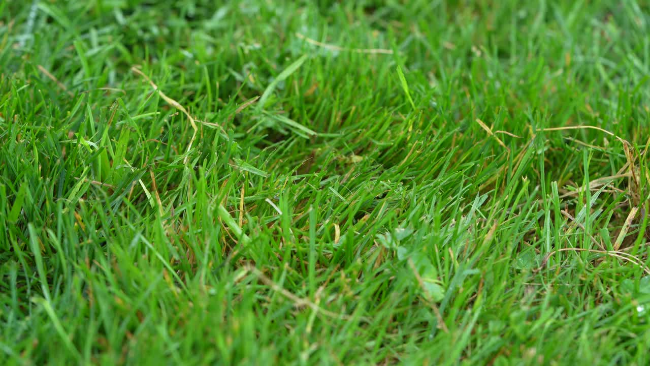 골프공이 거친 4k에서 치고 있다