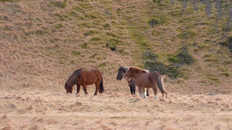 tracking shot of showing group of brown and black icelandic horses grazing on farm with hay