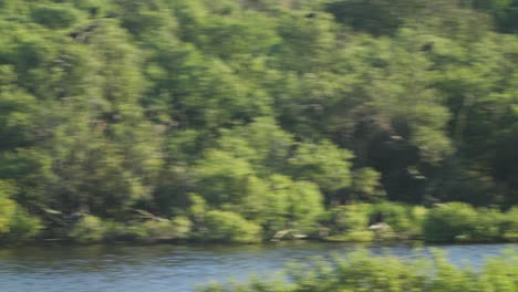 view of pan movement shot of a lake by the side of the lush green forest with cormorant, phalacrocorax carbo, preening itself whilst perched on the branches in the morning light