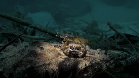 Ein-Krokodilfisch-Mit-Fransenauge-Liegt-Getarnt-Auf-Dem-Meeresboden-Inmitten-Von-Laub-Und-Trümmern,-Die-Nur-Von-Einem-Taucherlicht-Entdeckt-Werden