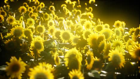 Sunflowers-blooming-in-Late-Summer