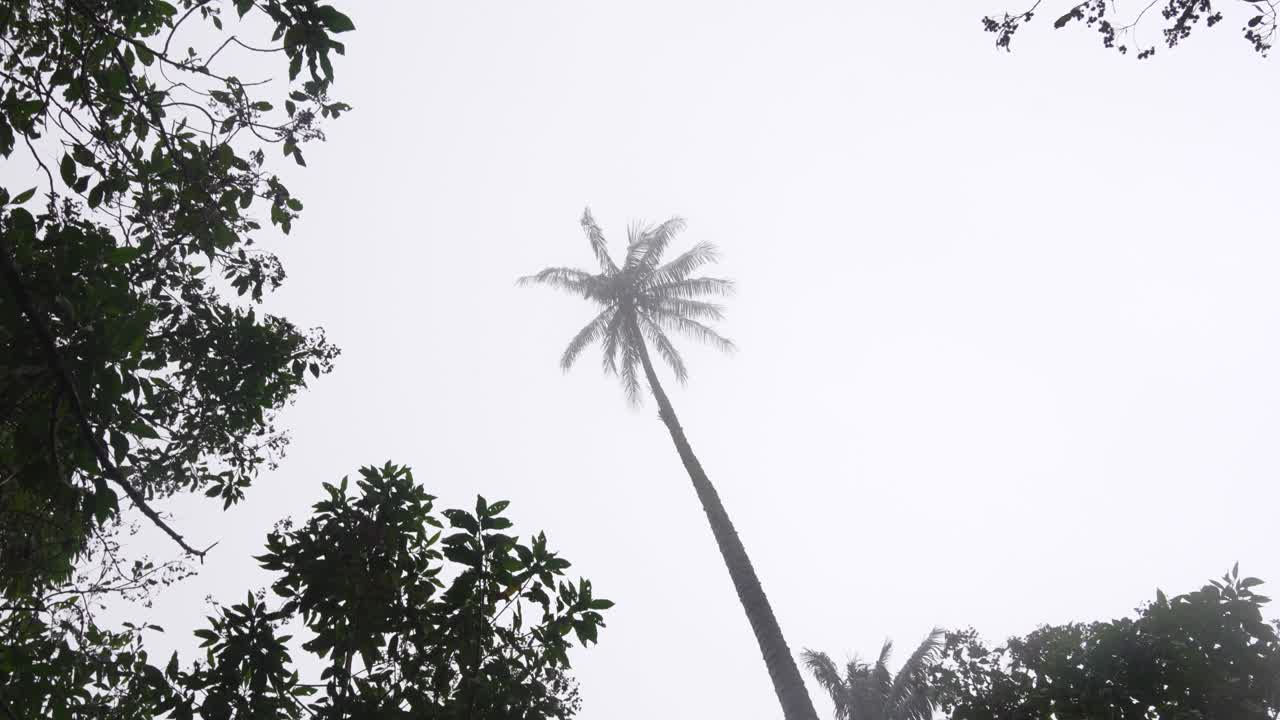 Wax palm tree in Cocora Valley cloud forest Colombia South America nature