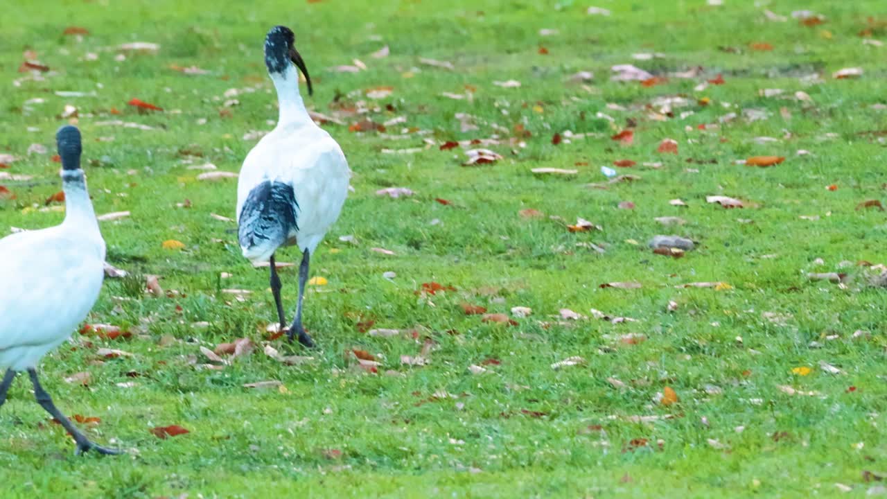 검은 머리 이비스는 풀에서 고 있다