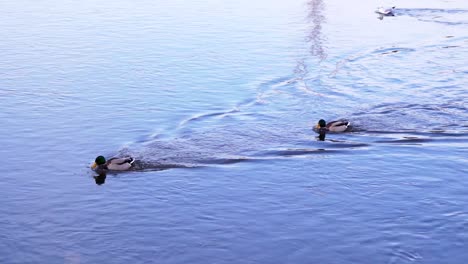 Ein-Paar-Stockenten-Mit-Möwen-Schwimmen-Auf-Dem-Ruhigen-Wasser-In-Der-Nähe-Des-Parks-In-Rumänien