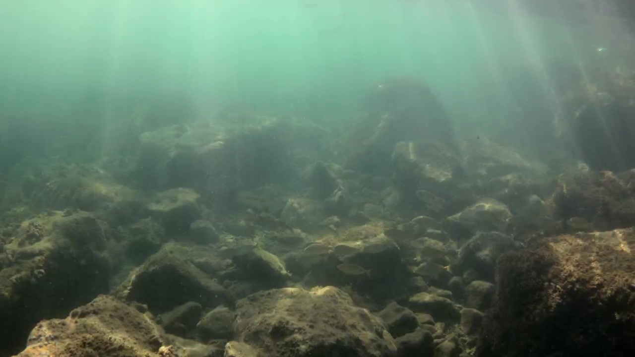 Zonnestralen dringen helder water binnen, verlichten een levendig onderwaterrif vol met kleine vissen die tussen de rotsen en het zeewier zwemmen.