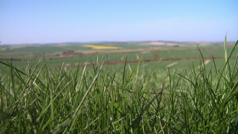 Panoramic-View-Of-Summer-Farm-Fields-With-Crops-In-UK