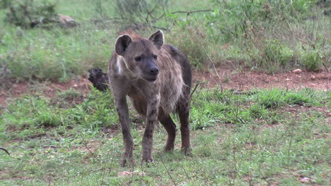 A-spotted-hyena-vocalizing,-with-its-head-low-to-the-ground-to-amplify-the-sound