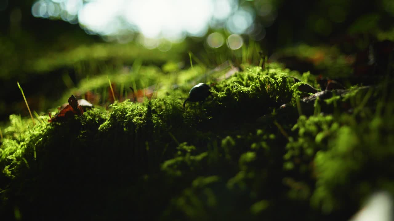 Macro ripresa in slow motion 4K di uno scarabeo che cammina su del muschio verde, in mezzo alla foresta, controluce.