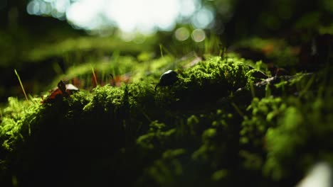 toma macro en cámara lenta de 4k de un escarabajo caminando sobre un musgo verde, en medio del bosque, contra la luz del sol