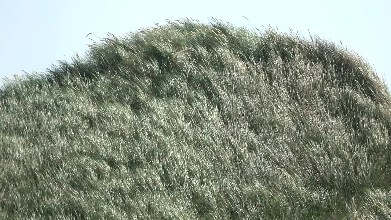 Sand dunes with dune grass in the wind of the North Sea, hiking dunes, dike protection, Sondervig, Jutland, Denmark, 4k
