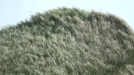 sand dunes with dune grass in the wind of the north sea, hiking dunes, dike protection, sondervig, jutland, denmark, 4k