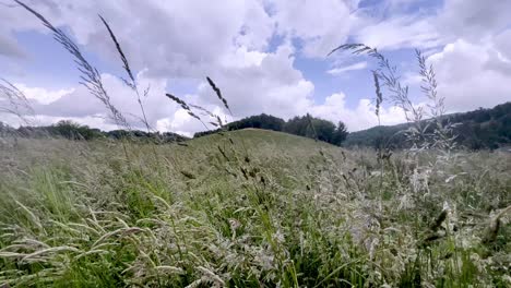 fescue hierba soplando en la brisa en un campo cerca de boone nc