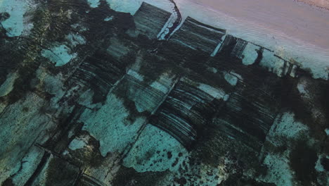 seaweed farm - kelp farming in the coast of indonesia. - aerial shot