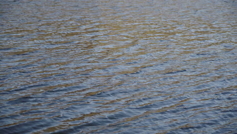 Malerischer-Blick-Auf-Den-Flachen-Fluss,-Der-Friedlich-Fließt---Aus-Der-Nähe