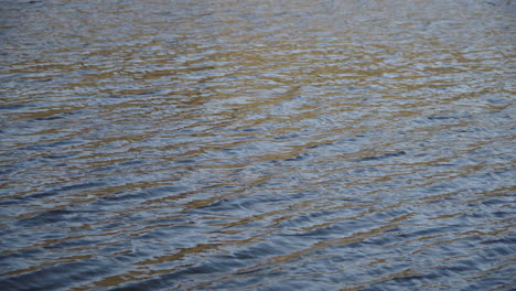 picturesque view of shallow river flowing peacefully - close up