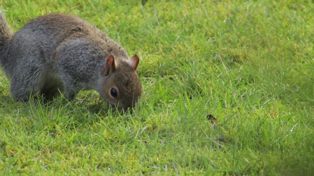 ardilla gris olfateando hierba verde y luego salta día tiempo uk norte de londres borehamwood