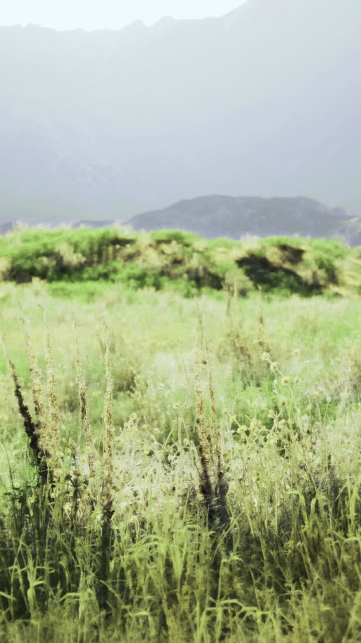 Expansive green landscape with distant mountains during hazy daylight hours