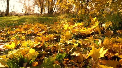 hojas de otoño que caen