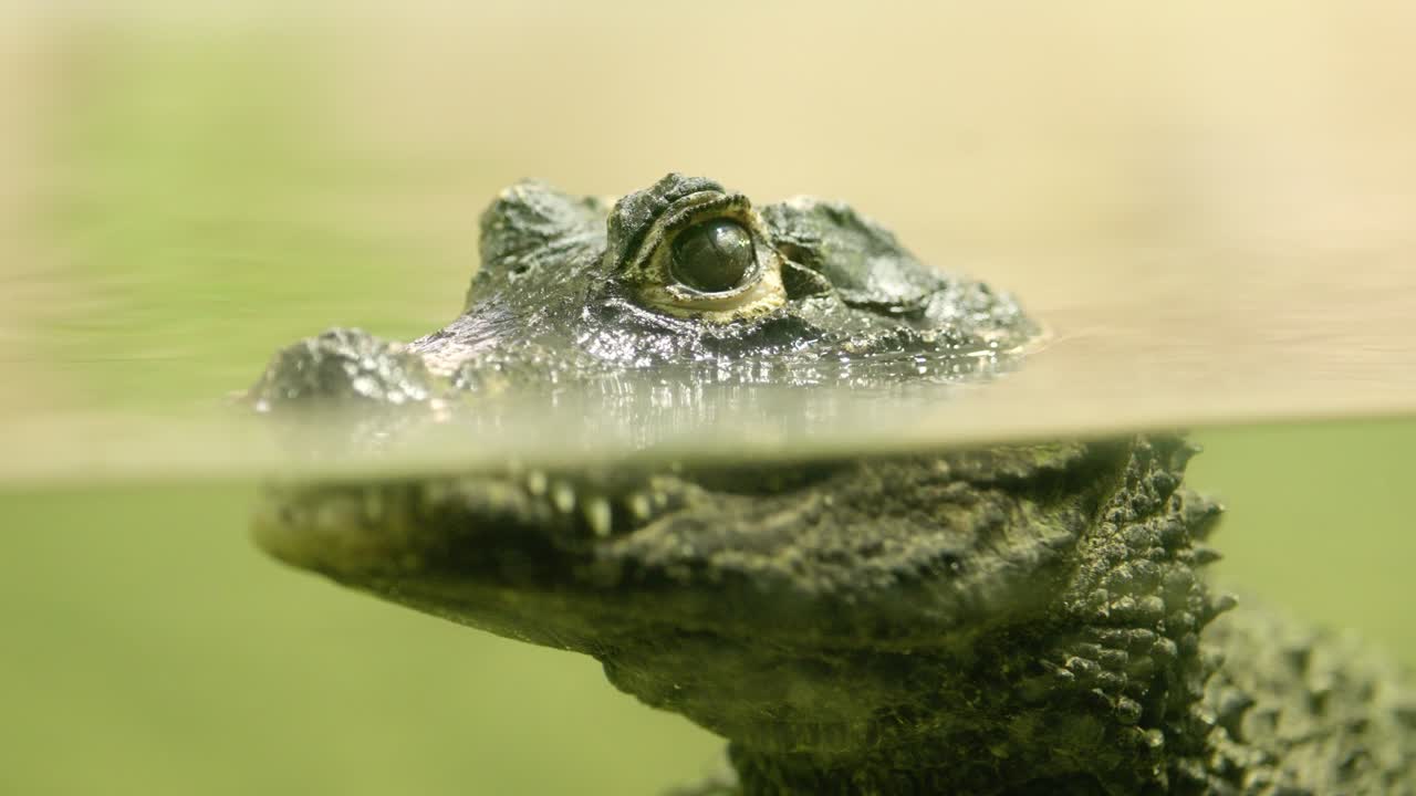 Scary crocodile submerged in murky green water