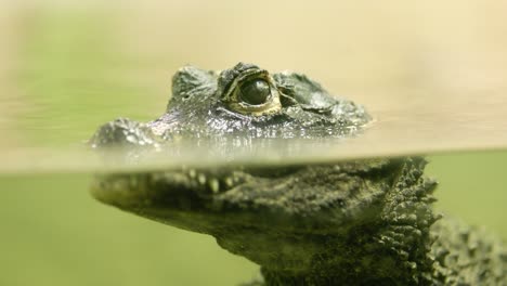 scary crocodile submerged in murky green water