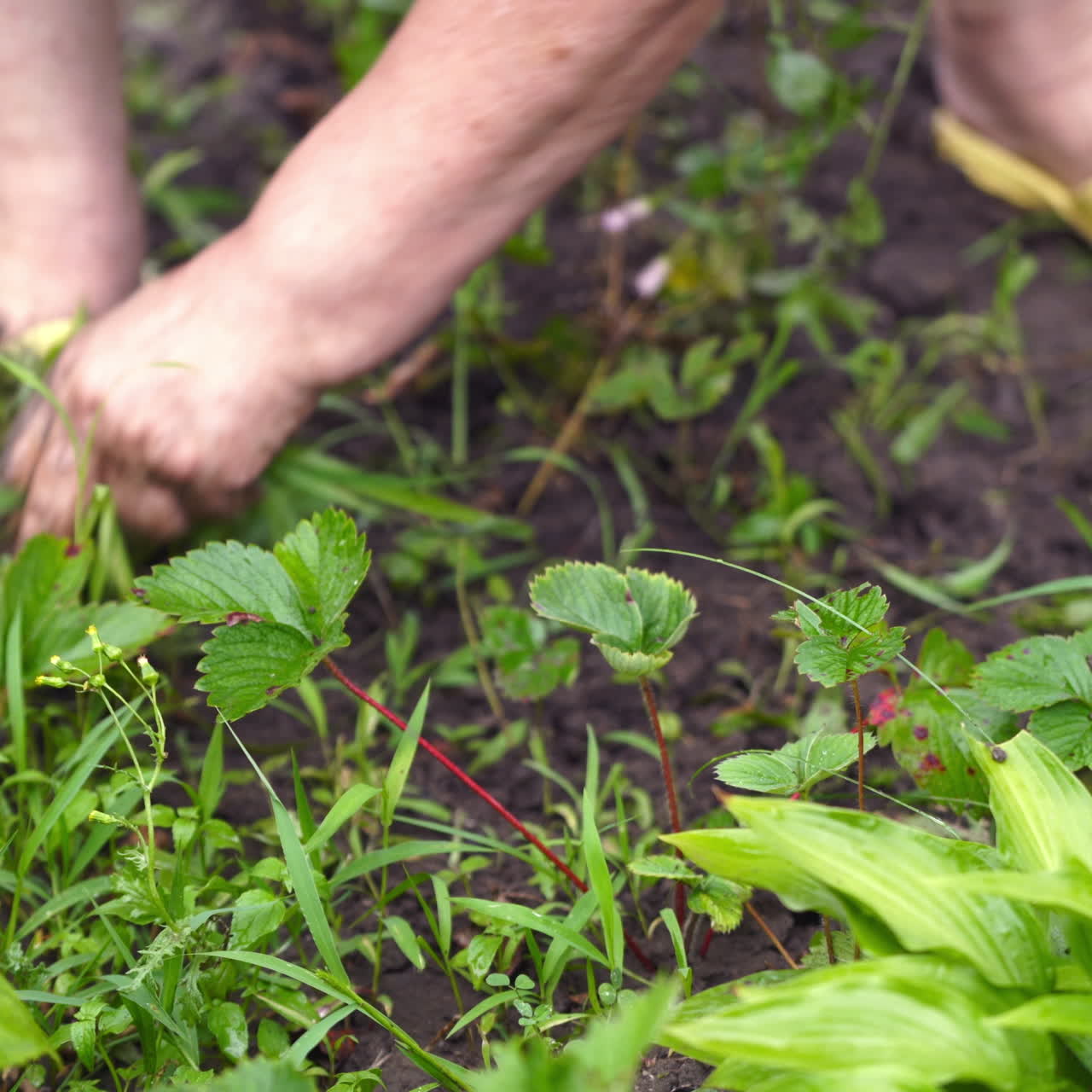 Woman is removing weeds from the ground. Gardener is weeding in the garden in spring works. Agricultural work.