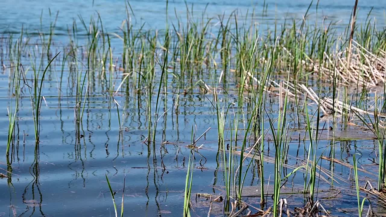 kasvit lähellä järven rantaa
