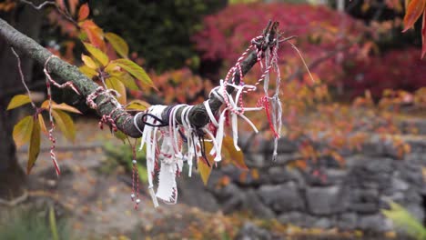 kumihimo strings tied around a tree branch in a japanese park