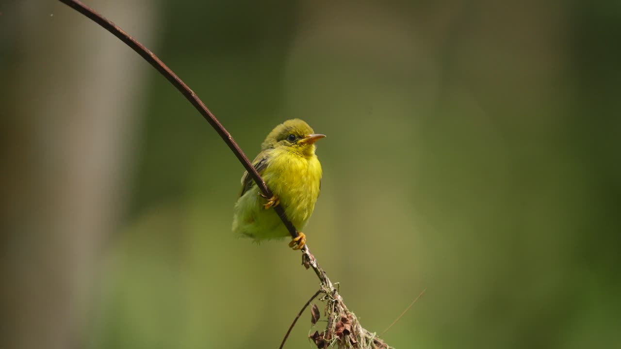둥지를 떠난 후 갈색 목의 태양새 새끼