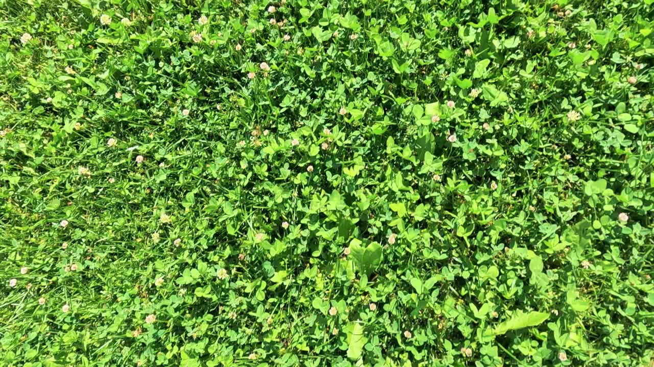 hierba verde vibrante capturada en la morra, cuneo