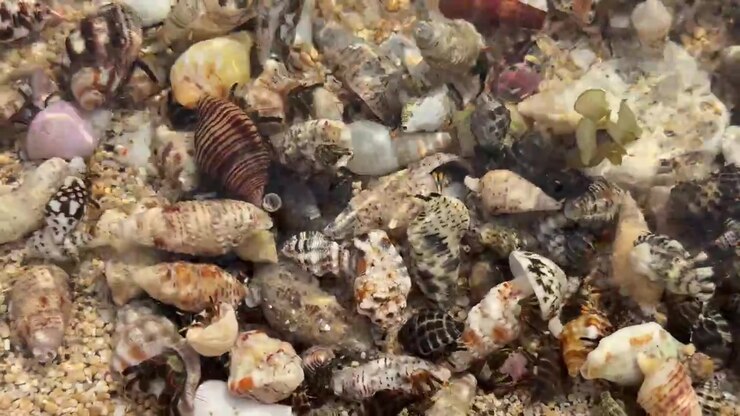 Group of Hermit Crabs Crawling on Sandy Beach