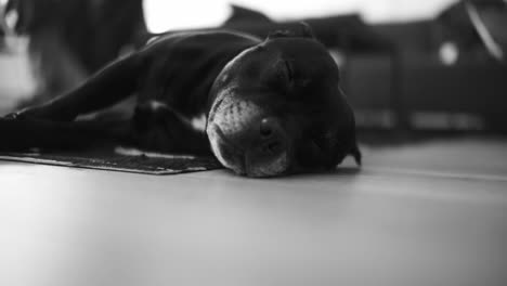 black and white footage of a dog sleeping on the floor in an indoor house setup, captures a cozy home atmosphere