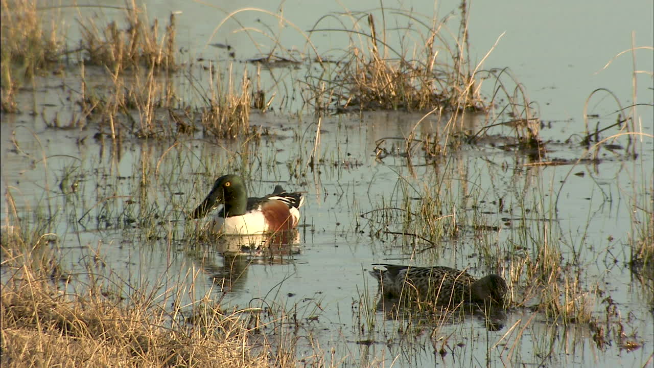Northern Shoveler feeding in marsh