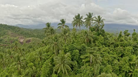 aerial view of long palm trees on top of a hill in the middle of the jungle