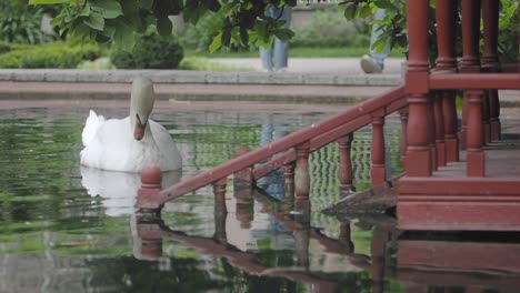 white swan on a pond in a garden with people walking by