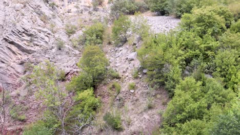 Green-trees-growing-in-the-forest