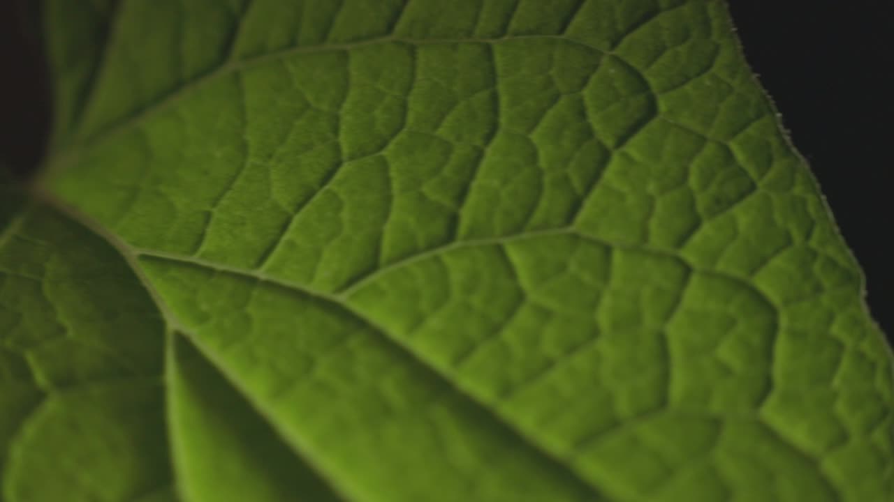 Lush Green Leaf Isolated On Black Background. - panning shot