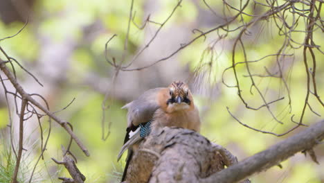 el jay eurasiático hincha las plumas y el plumaje en la rama del pino en primavera