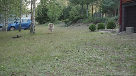 adorable-Rough-Collie-dog-fetch-a-stick-in-slow-motion