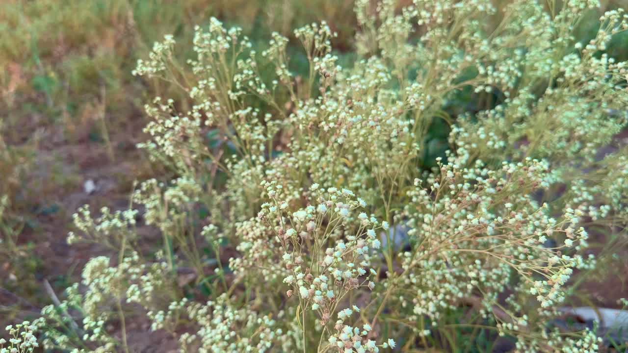 Closeup of Parthenium hysterophorus, Parthenium is a poisonous plant with a variety of diseases that grow from flower molecules
