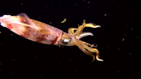 a reef squid underwater at night 1