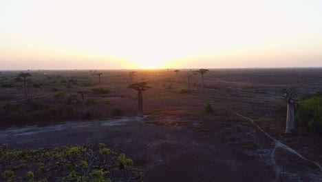 Una-Hermosa-Toma-Aérea-De-La-Puesta-De-Sol-Detrás-De-Los-Baobabs-En-Madagascar