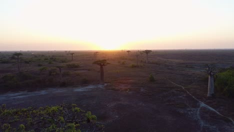 a beautiful aerial drone shot of the sunset behind the baobab trees in madagascar