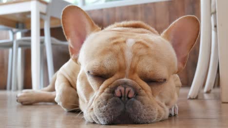 close up sleepy french bulldog feeling sad or boring while lying on the floor.