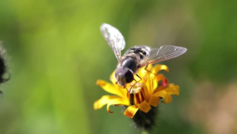 Biene-Sammelt-Nektar-Aus-Der-Blüte-Crepis-Alpina