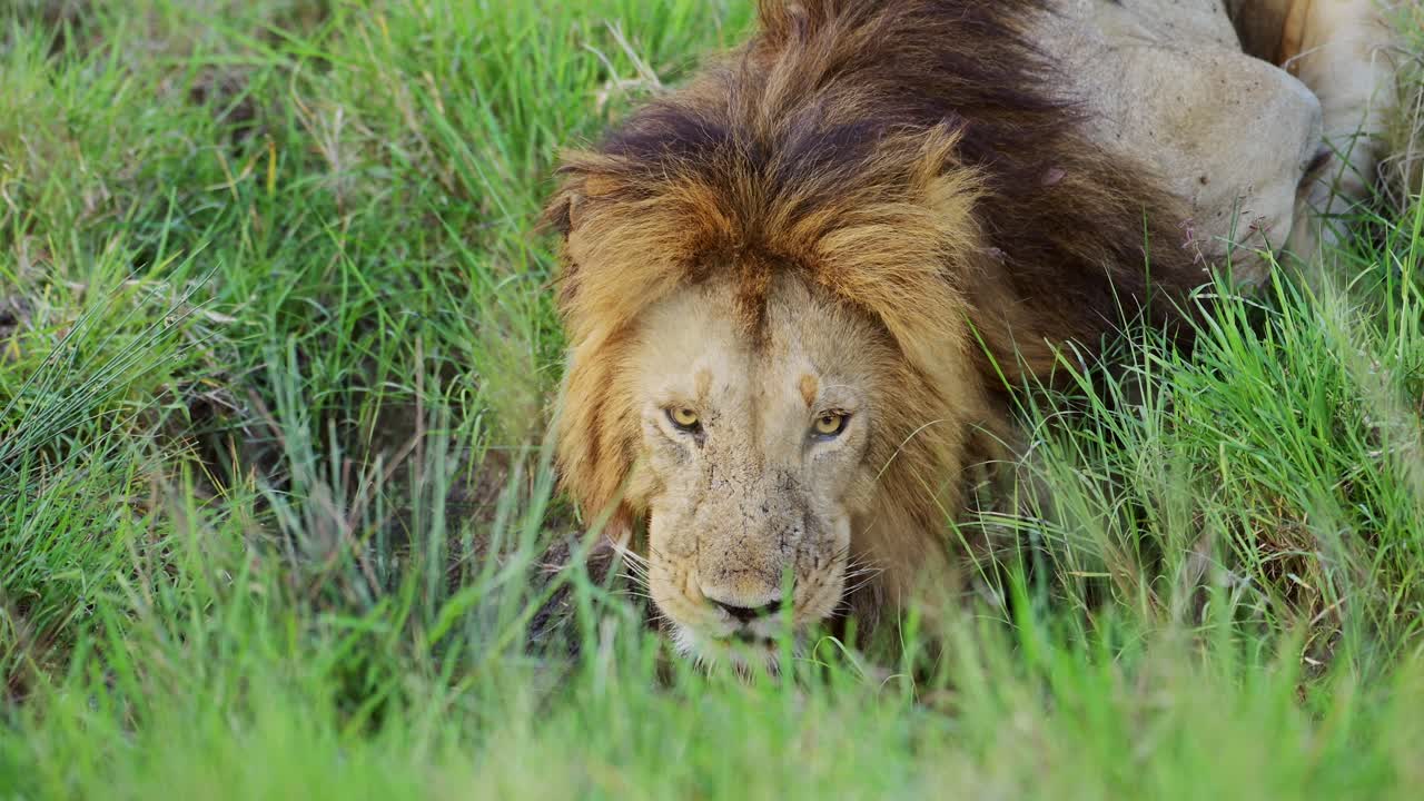Slow Motion of African Wildlife Male lion drinking in Maasai Mara National Reserve in Kenya, Africa on Safari in Masai Mara, Mara North Conservancy, Beautiful Big Five Animal
