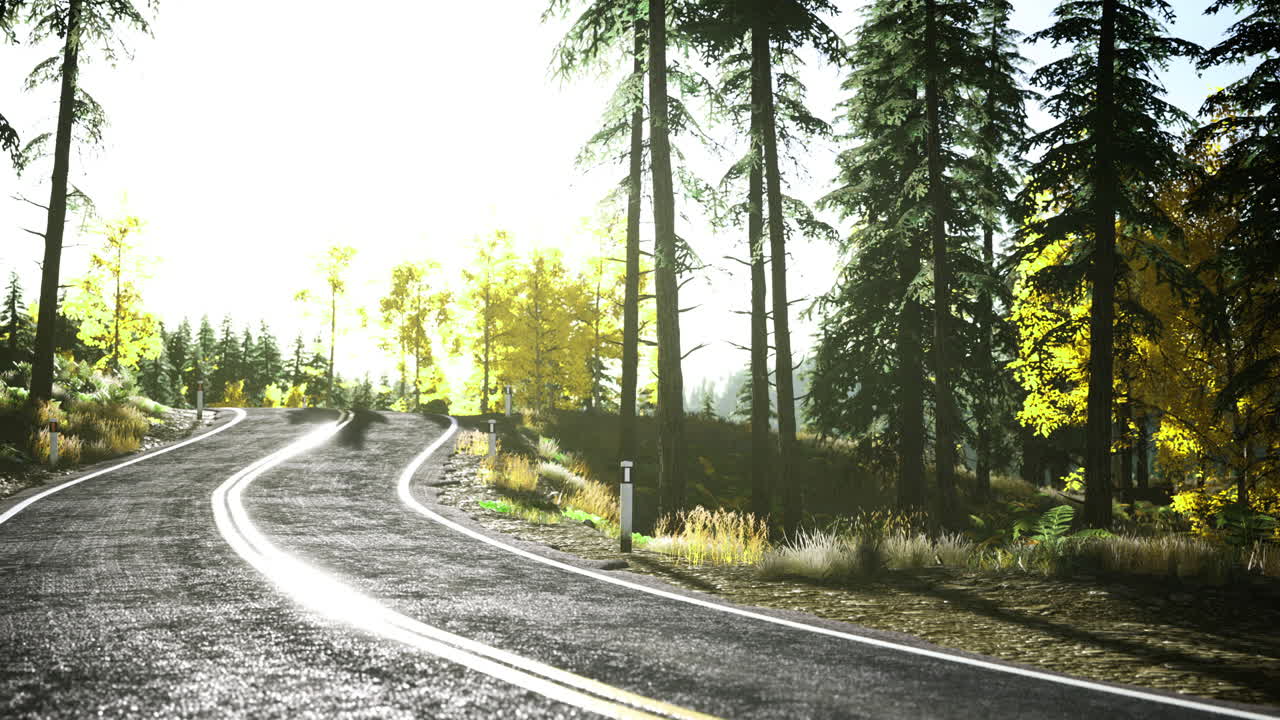 Winding road surrounded by trees in a picturesque forest during daylight
