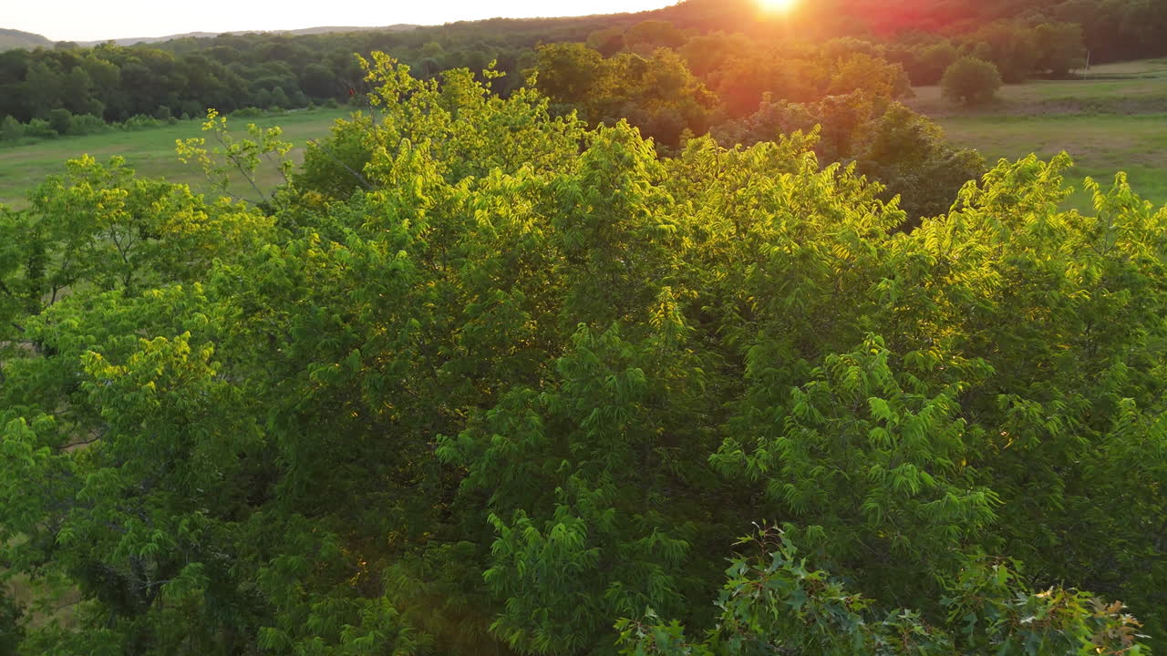 Beautiful close up shot of tree leaves in fall sunset in rural American countryside